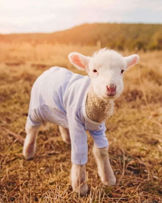 Baby Sheep New Painting By Numberss.png