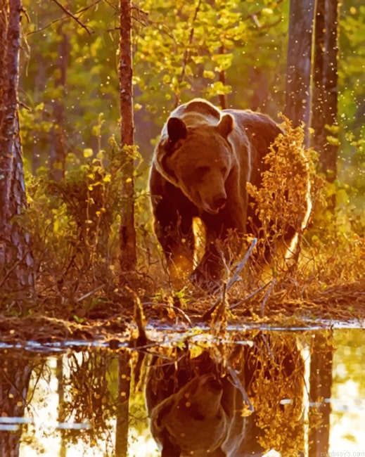 Bear Reflection New Painting By Numberss.png