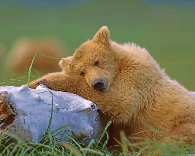 Bear Sleeping On A Tree Animals Painting By Numberss.png