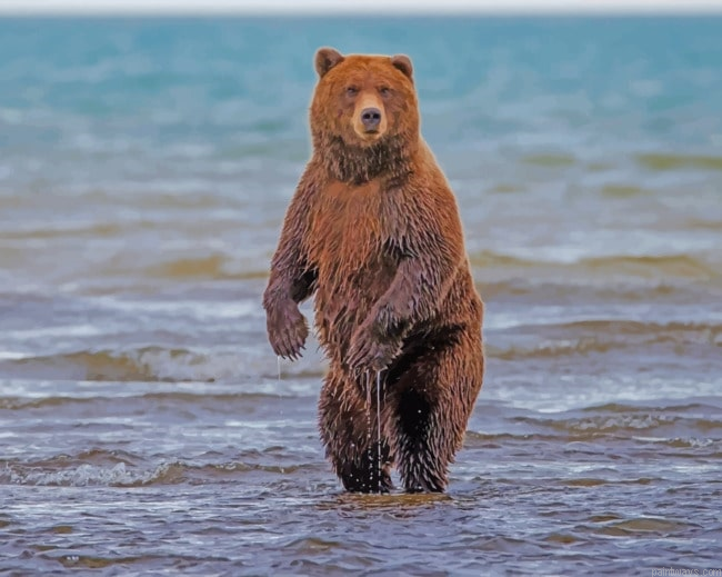 Bear Standing In Sea Animals Painting By Numberss.png