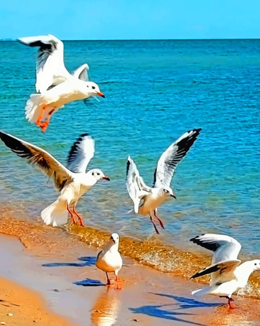 Beautiful Birds In Sea New Painting By Numberss.png