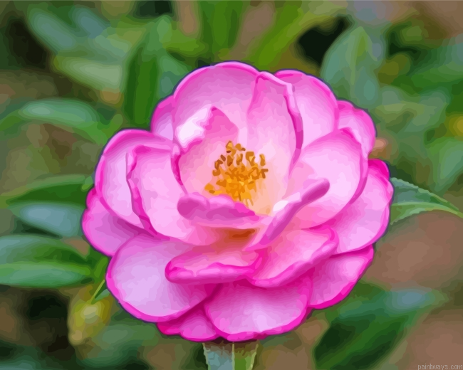 Beautiful Camellia Painting By Numbers.png