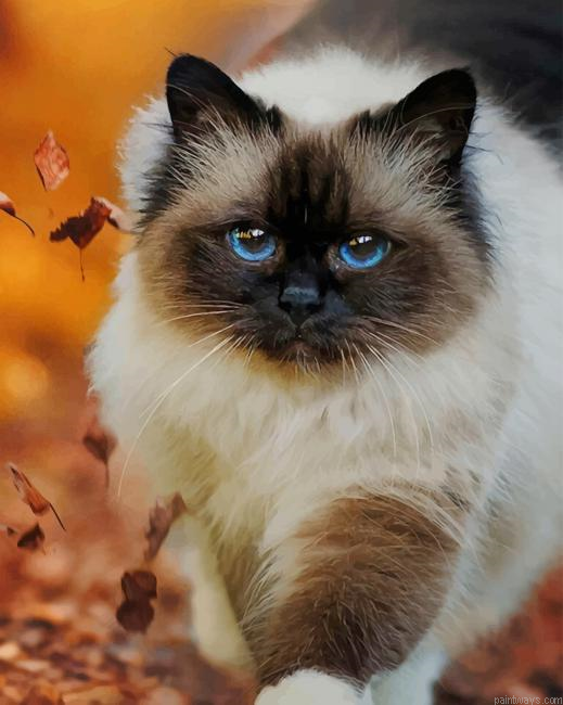 Beautiful Cat Breed New Painting By Numberss.png