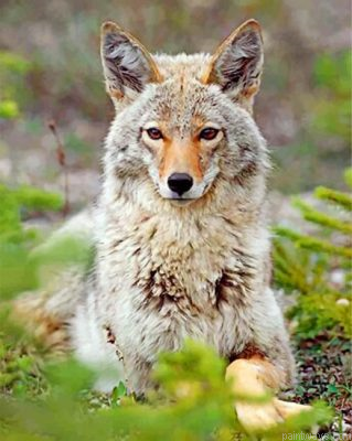 Beautiful Coyote Painting By Numbers.png