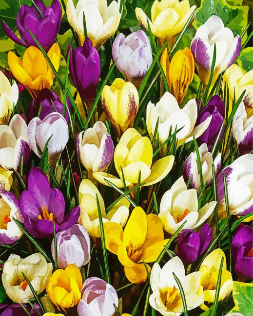 Beautiful Crocus Painting By Numberss.png
