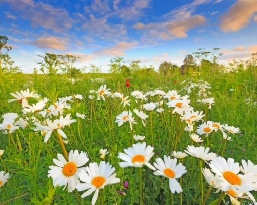 Beautiful Daisies Painting By Numbers.png