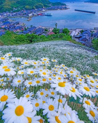 Beautiful Daisy Field Painting By Numbers.png