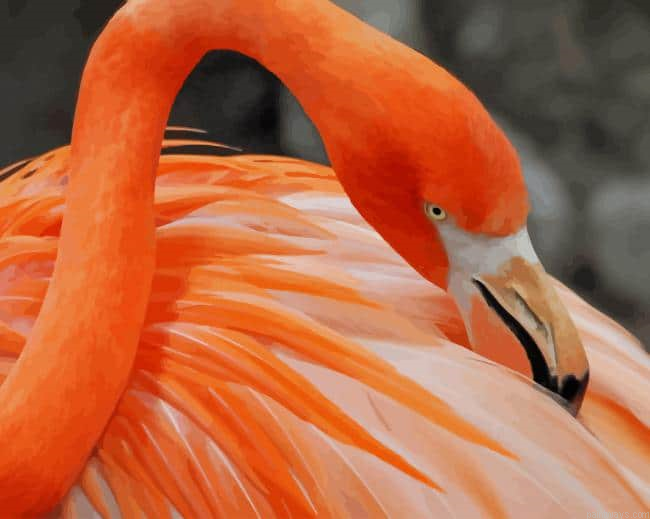 Beautiful Flamingo Bird New Painting By Numberss.png