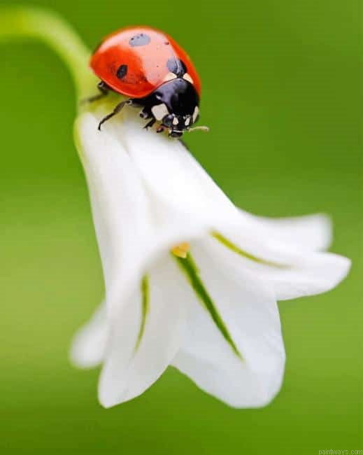 Beautiful Flower With Ladybug New Painting By Numberss.png