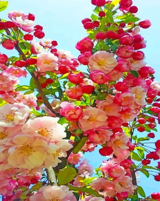 Beautiful Flowers Painting By Numberss.png