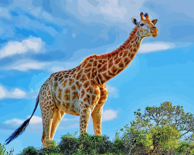 Beautiful Giraffe New Painting By Numberss.png