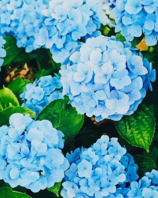 Beautiful Hydrangea New Painting By Numberss.png