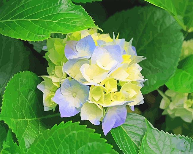 Beautiful Hydrangeas New Painting By Numberss.png
