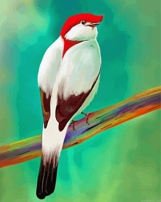 Beautiful Manakin Bird Painting By Numberss.png