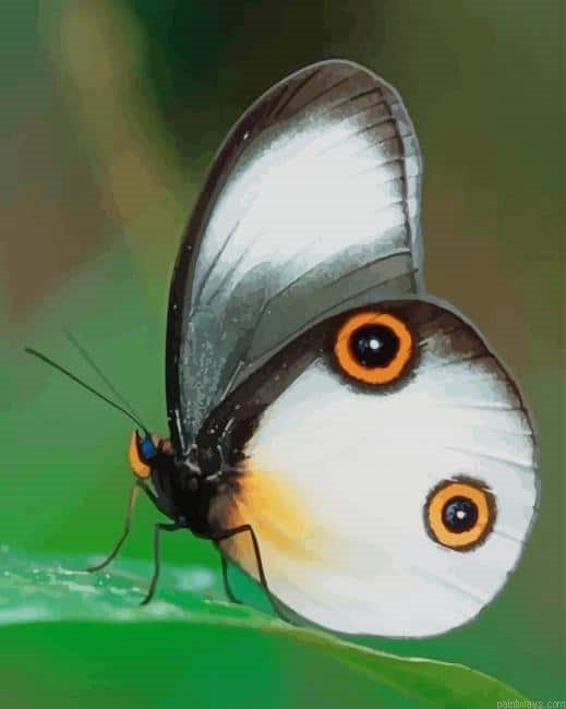 Beautiful Natural Butterfly New Painting By Numberss.png
