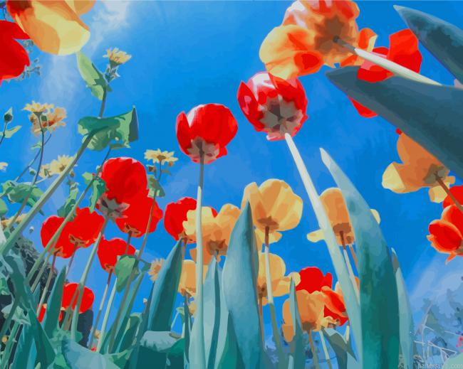 Beautiful Poppies Flowers New Painting By Numberss.png