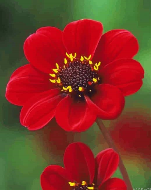 Beautiful Red Flower New Painting By Numberss.png
