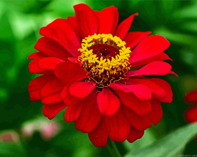 Beautiful Red Zinnia Painting By Numberss.png