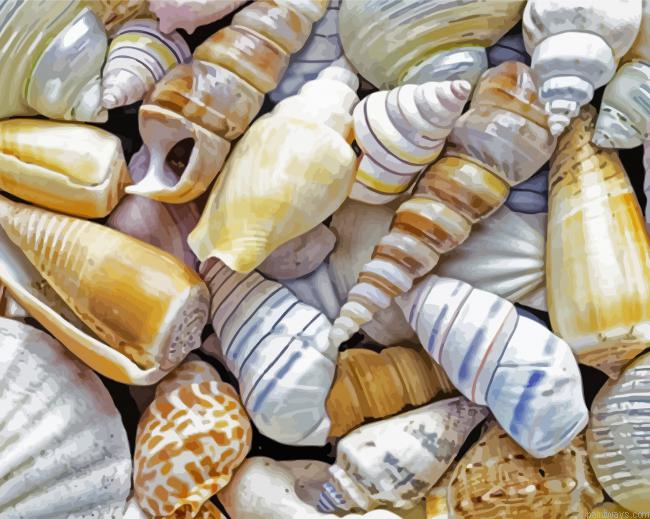 Beautiful Seashell Painting By Numberss.png