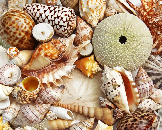 Beautiful Seashells Painting By Numberss.png