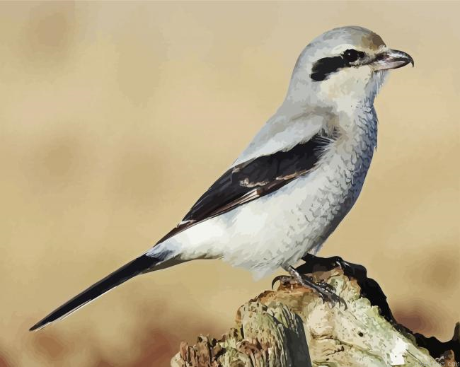 Beautiful Shrike Painting By Numberss.png