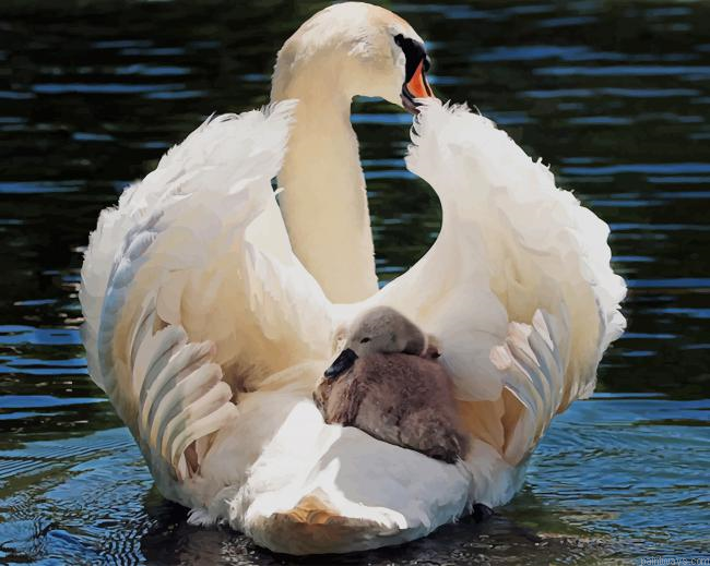 Beautiful Swans New Painting By Numberss.png