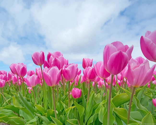 Beautiful Tulips New Painting By Numberss.png