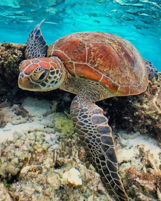 Beautiful Turtle New Painting By Numberss.png