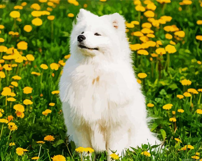 Beautiful White Samoyed Painting By Numberss.png