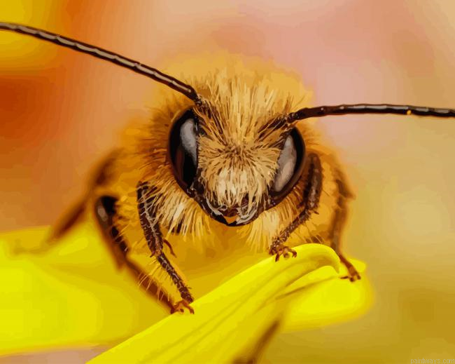 Bee Insect New Painting By Numberss.png