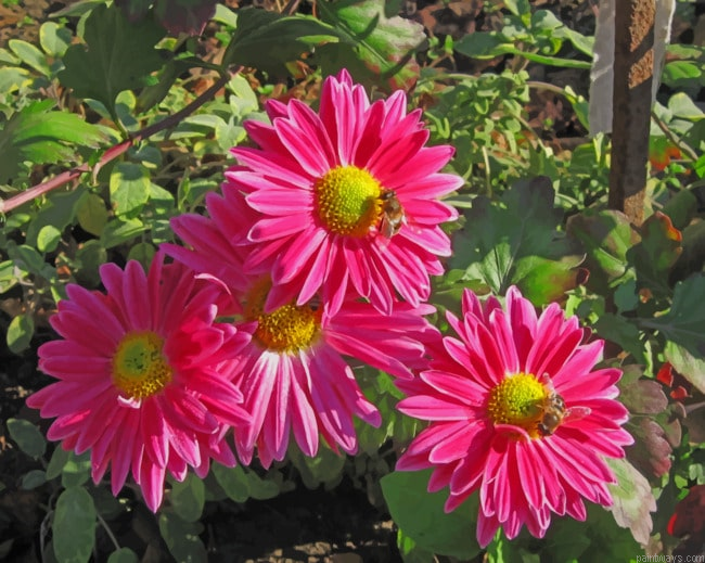Bees On Pink Flowers Roses Painting By Numberss.png