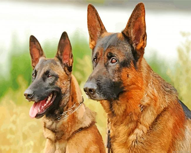 Belgian Malinois Dogs Painting By Numberss.png