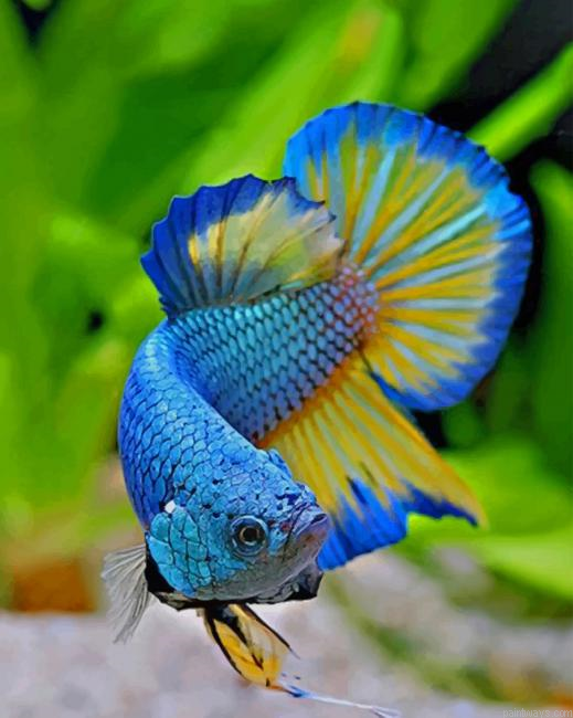 Betta Fish New Painting By Numberss.png