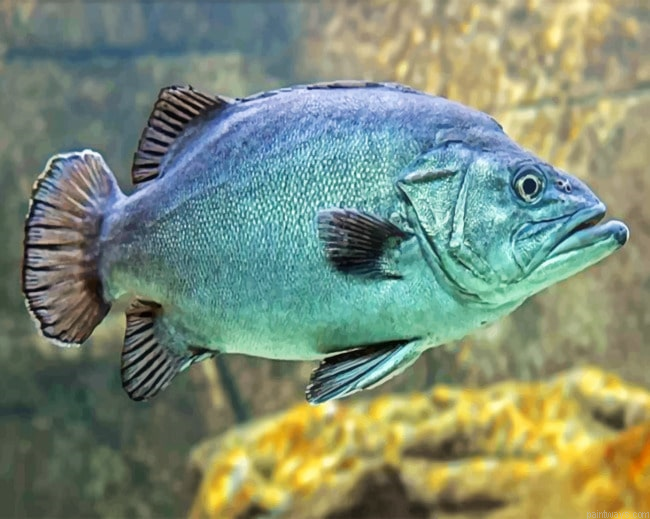 Big Fish Painting By Numberss.png