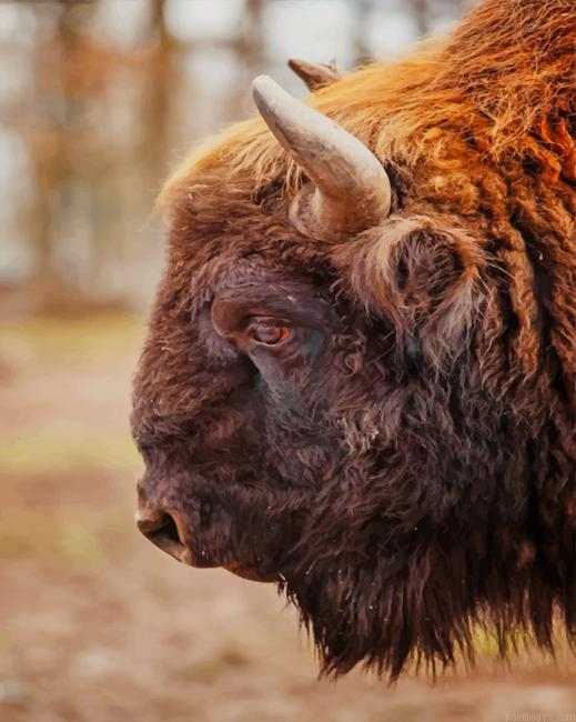 Bison Face Side View New Painting By Numberss.png