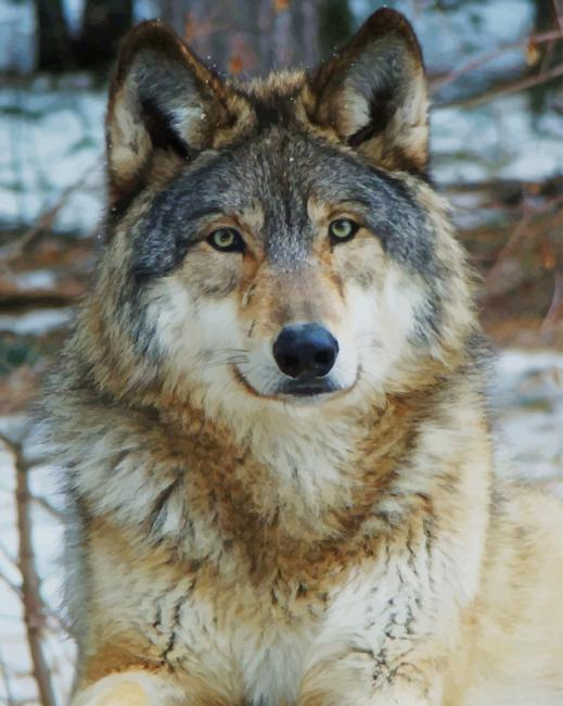 Black And Gray Wolf New Painting By Numberss.png
