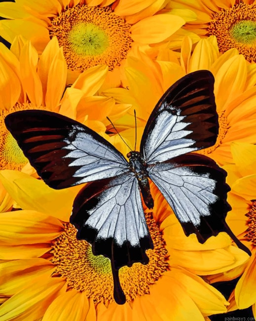 Black And White Butterfly Insects Painting By Numberss.png