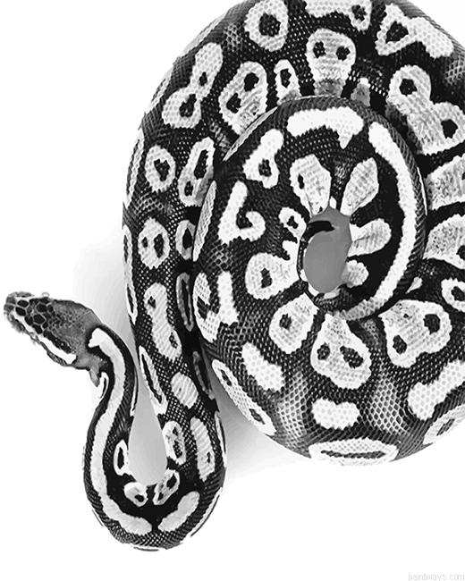 Black And White Royal Python New Painting By Numberss.png