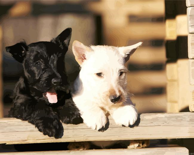 Black And White Scottish Terrier Painting By Numberss.png