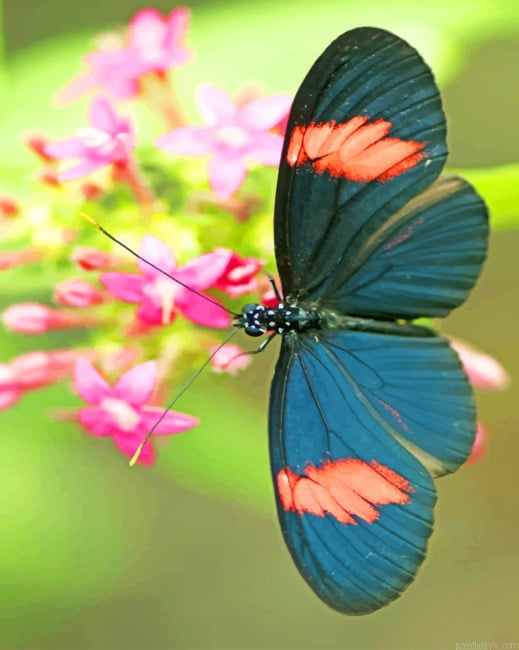 Black Butterfly Insects Painting By Numberss.png