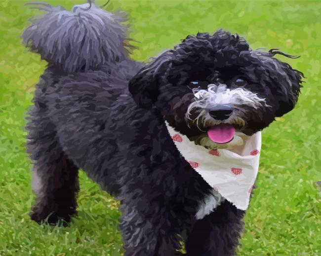 Black Cockapoo Dog Painting By Numberss.png