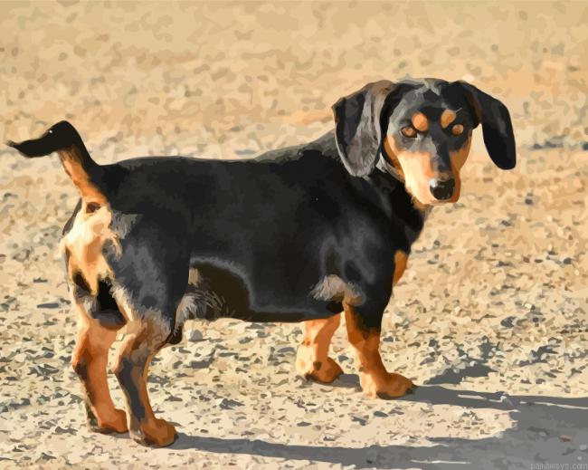 Black Doxie Dachshund Dog Painting By Numberss.png