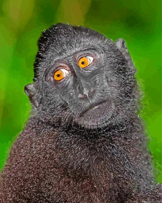 Black Macaque Monkey Painting By Numberss.png