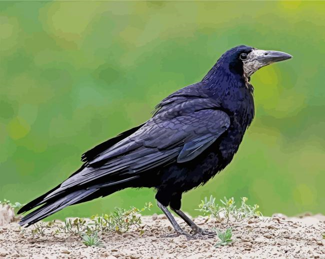 Black Rook Bird Painting By Numberss.png