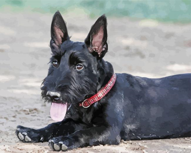 Black Scottish Terrier Puppy Painting By Numberss.png