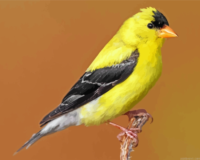 Black Yellow American Goldfinch Painting By Numberss.png