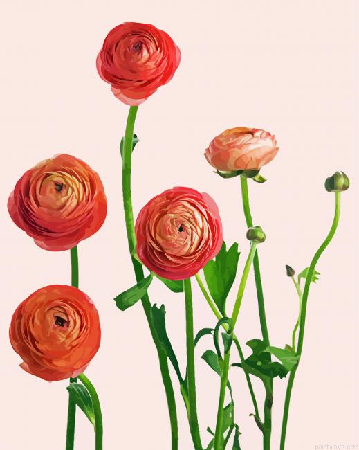 Blooming Pink Ranunculus Painting By Numberss.png
