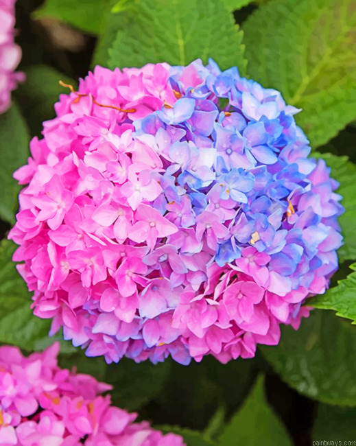 Blue And Pink Hydrangea Painting By Numbers.png