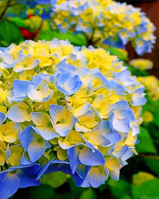 Blue And Yellow Hydrangea Painting By Numbers.png