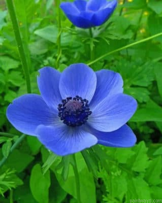 Blue Anemone Flower Painting By Numbers.png